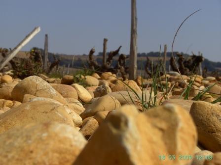 Schwierige Weinbergsarbeit in Chateauneuf Schwierige Weinbergarbeit in Chateauneuf