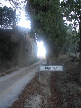 pacina_ort.jpg