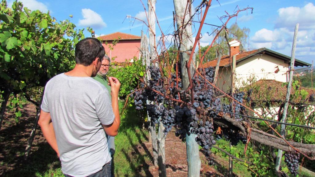 Le Piane- Boca, das etwas andere Weingut im Norden Piemonts