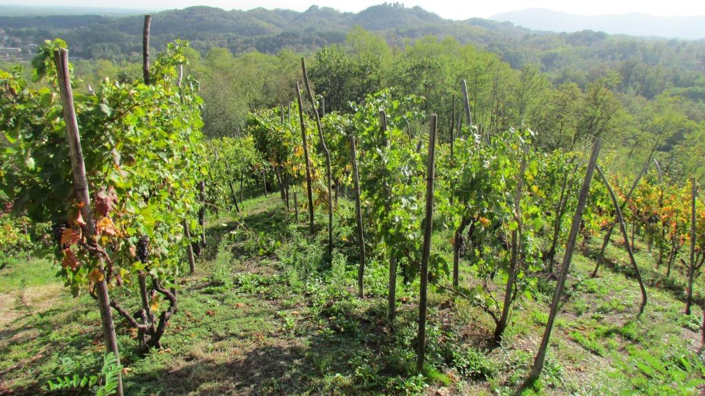 Le Piane- Boca, das etwas andere Weingut im Norden Piemonts