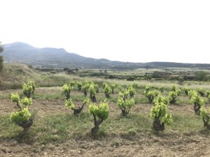 Sierra de Toloño » Nahikun « Rioja Tempranillo tinto (95/100)