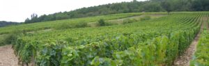 Pommard »Les Vignots« Vieilles Vignes